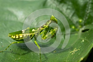 Indian flower mantisÂ at green nature